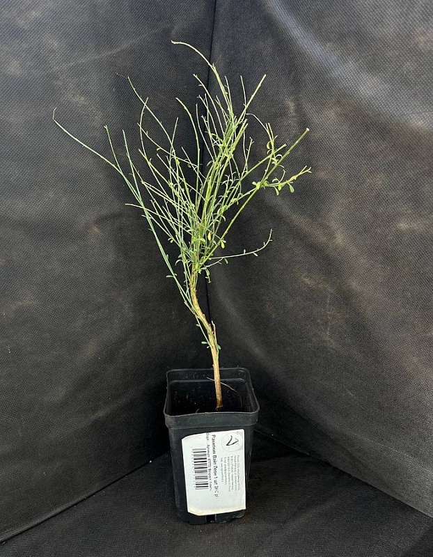 Ракитник Вайт Леон 1 шт Р9